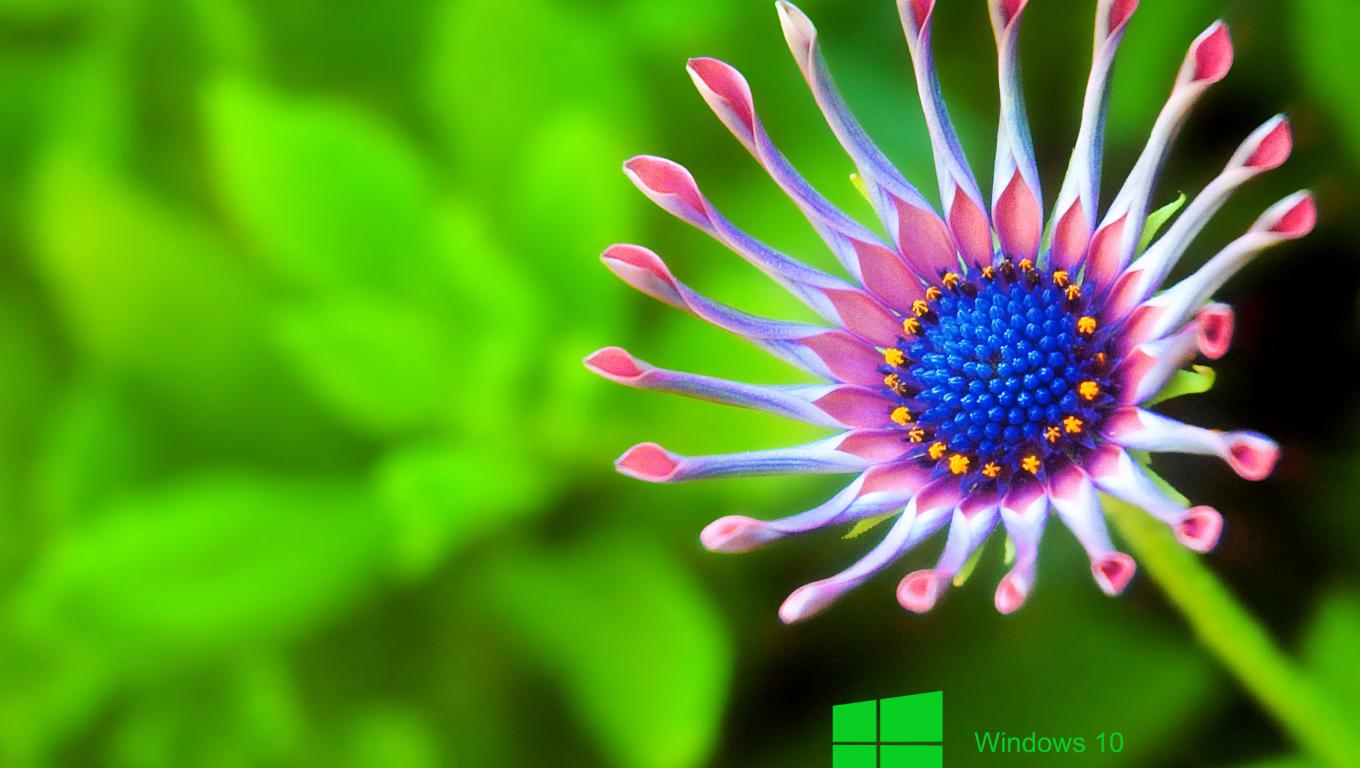 Windows Desktop Pictures Of Close Up Flower For Wallpaper HD