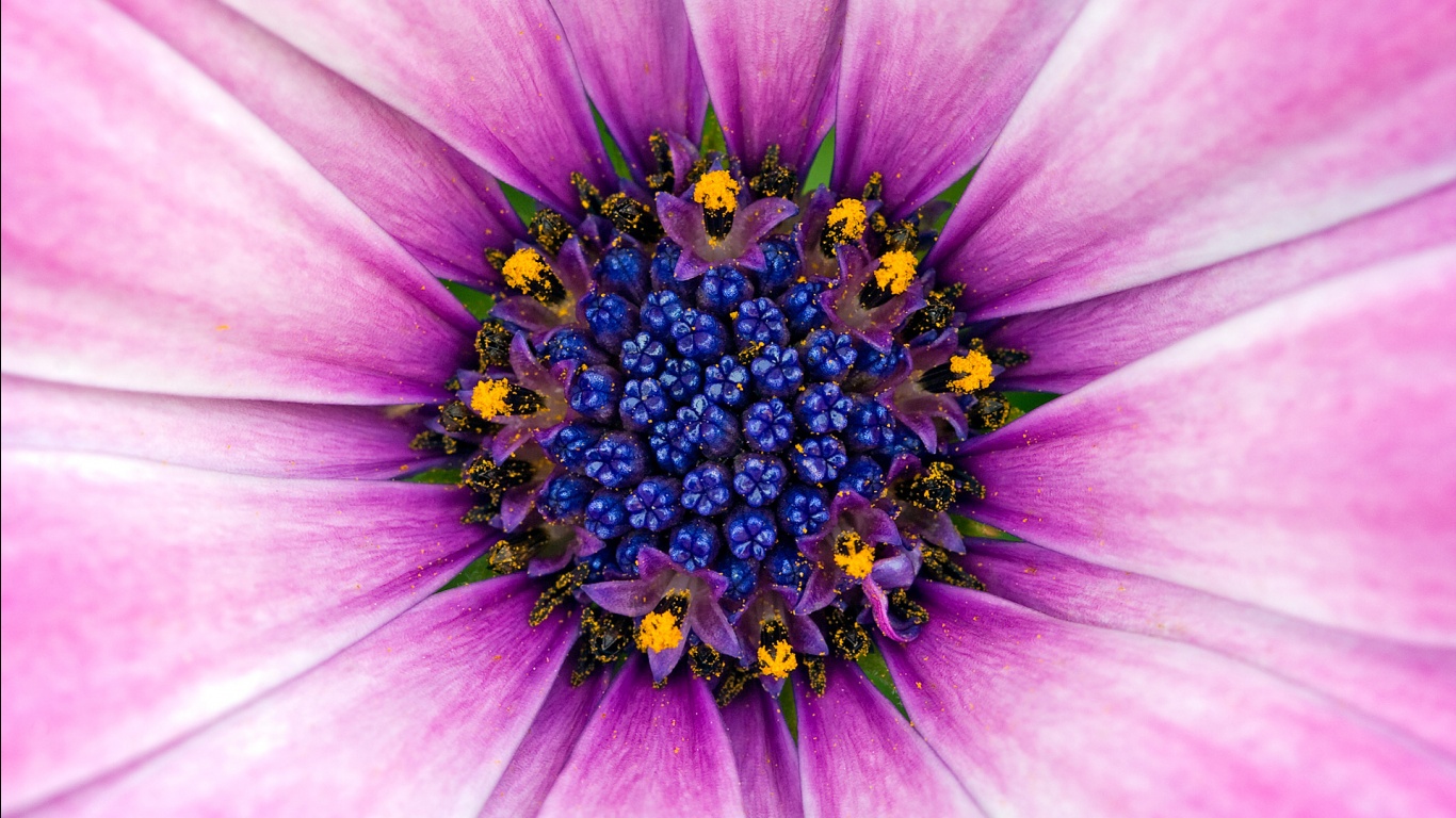 Amazing Purple Flower Wallpapers HD Wallpapers