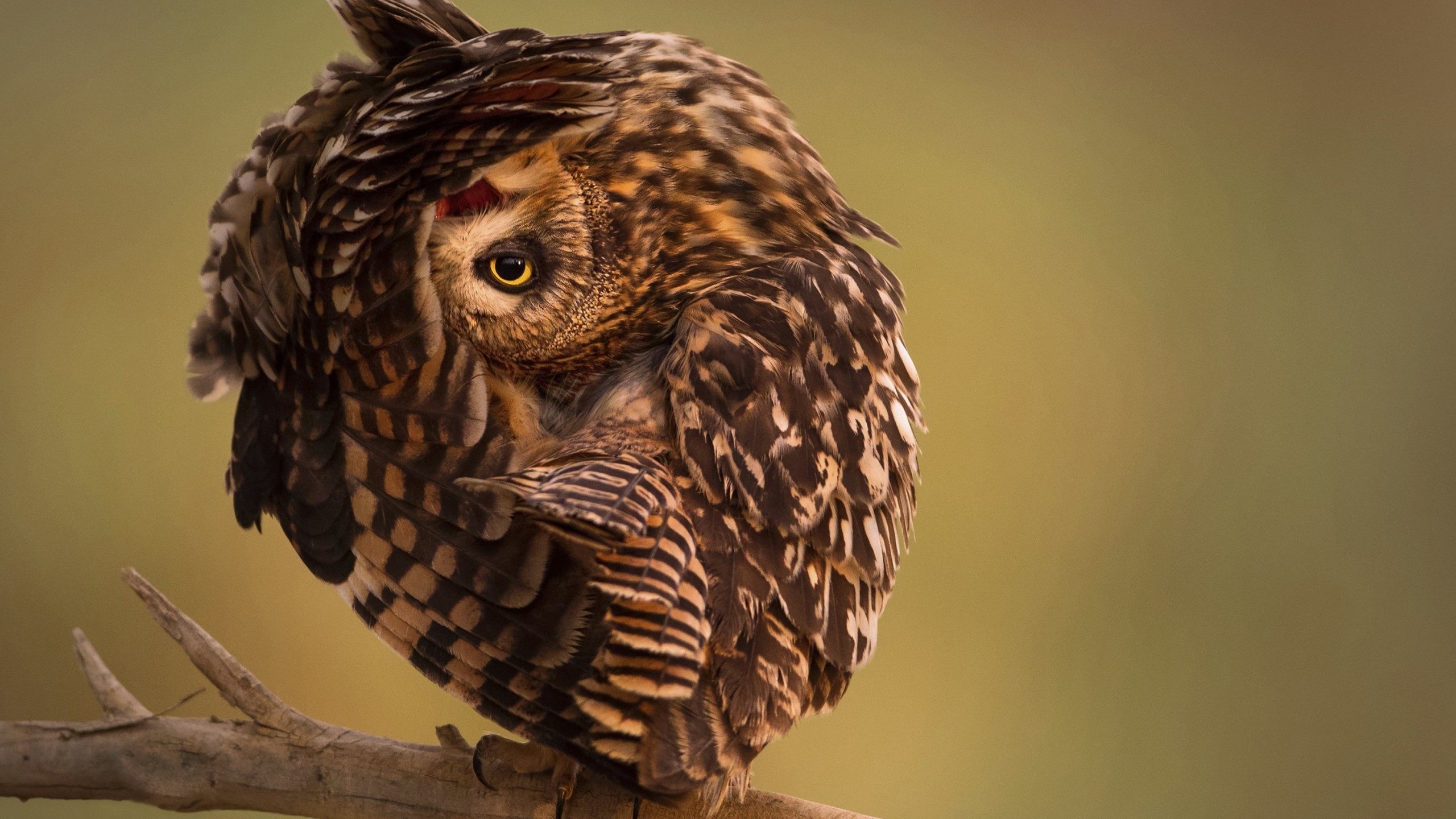 Wallpaper National Geographic 4k HD Owl Funny Os