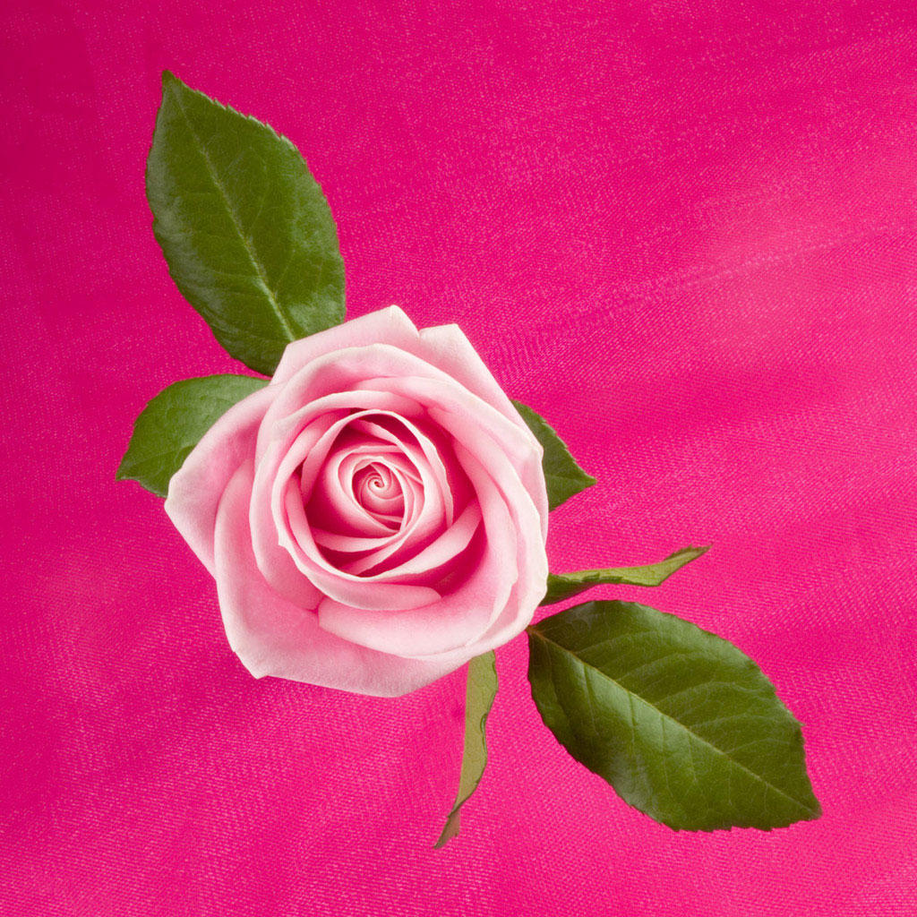 iPad Wallpaper Beautiful Pink Roses Plant Flower