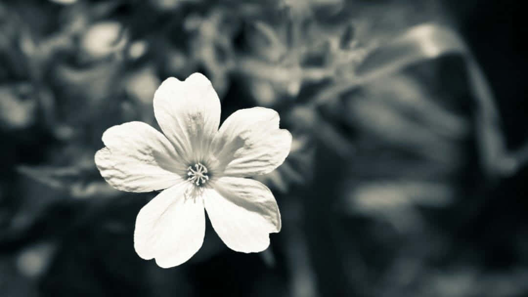 Black And White Flower iPhone X Wallpaper