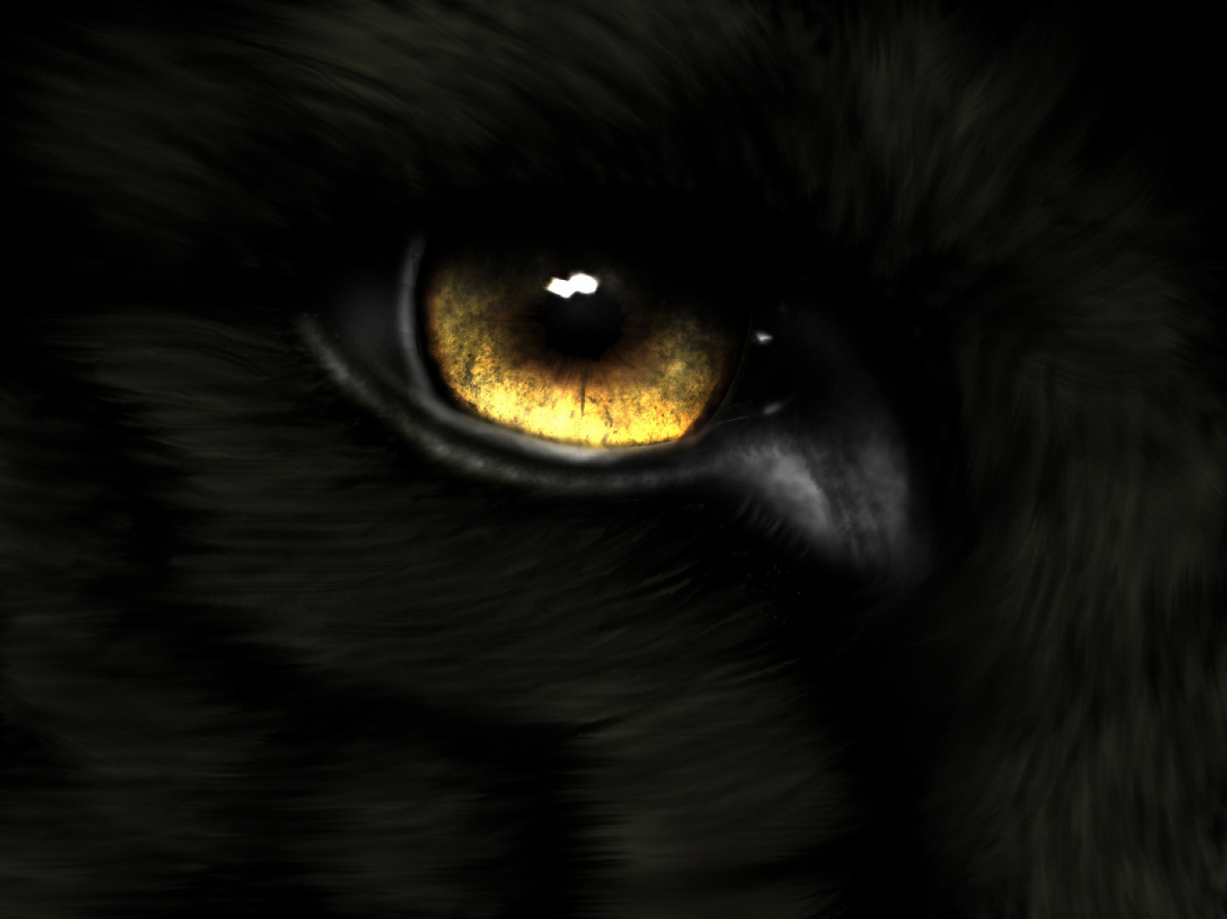 Eye HD Wallpaper And