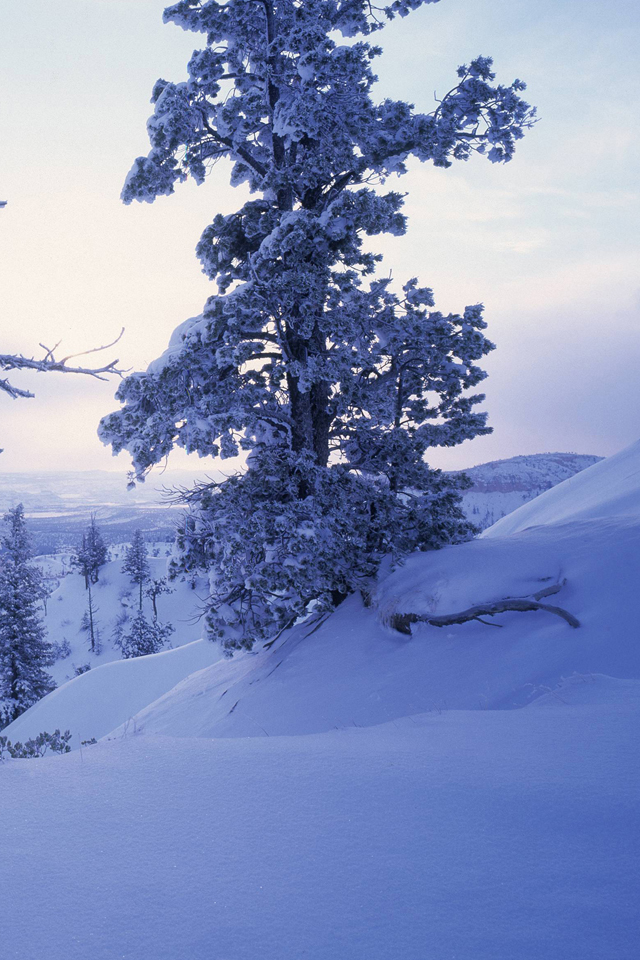 Winter Scenery Snowy Tree Wallpaper iPhone