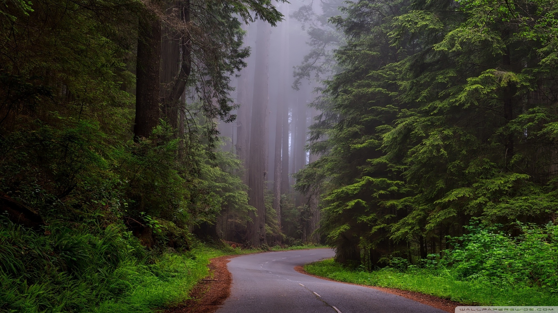 Redwood National Park California 4k HD Desktop Wallpaper For