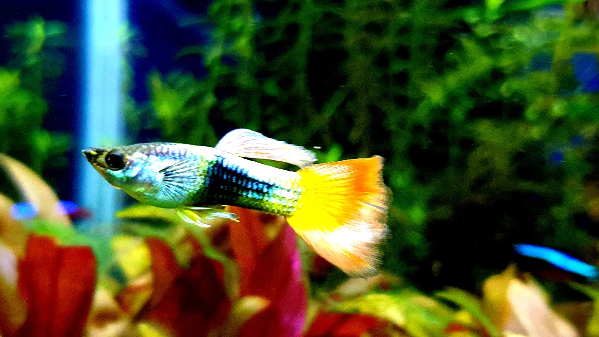 Aquarium Fish Tank Wallpaper