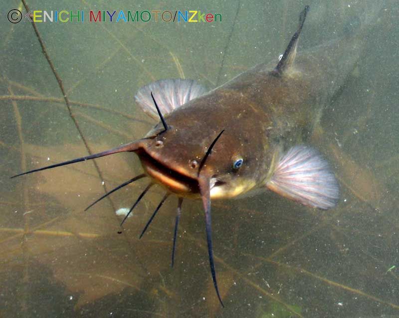 Brown Bullhead Catfish Pictures Image Of