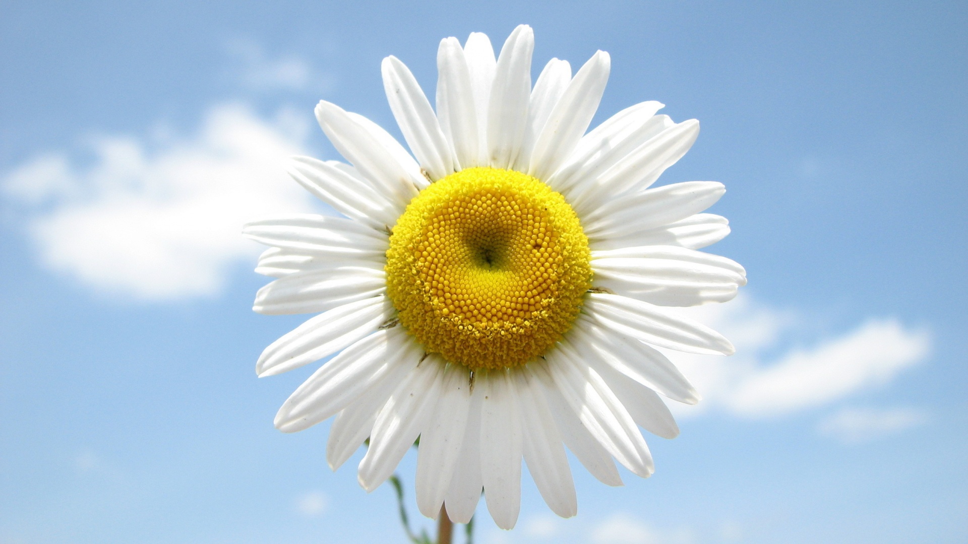 Daisy Wallpaper HD