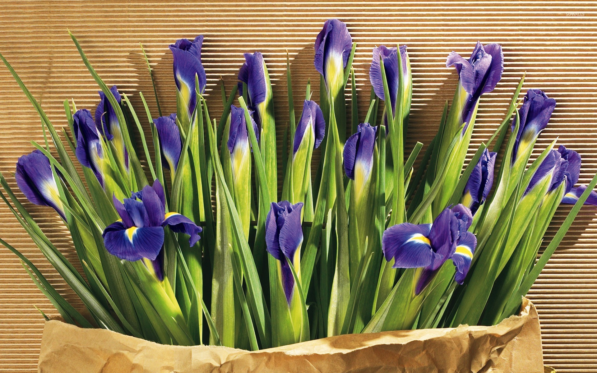 Irises Wallpaper Flower