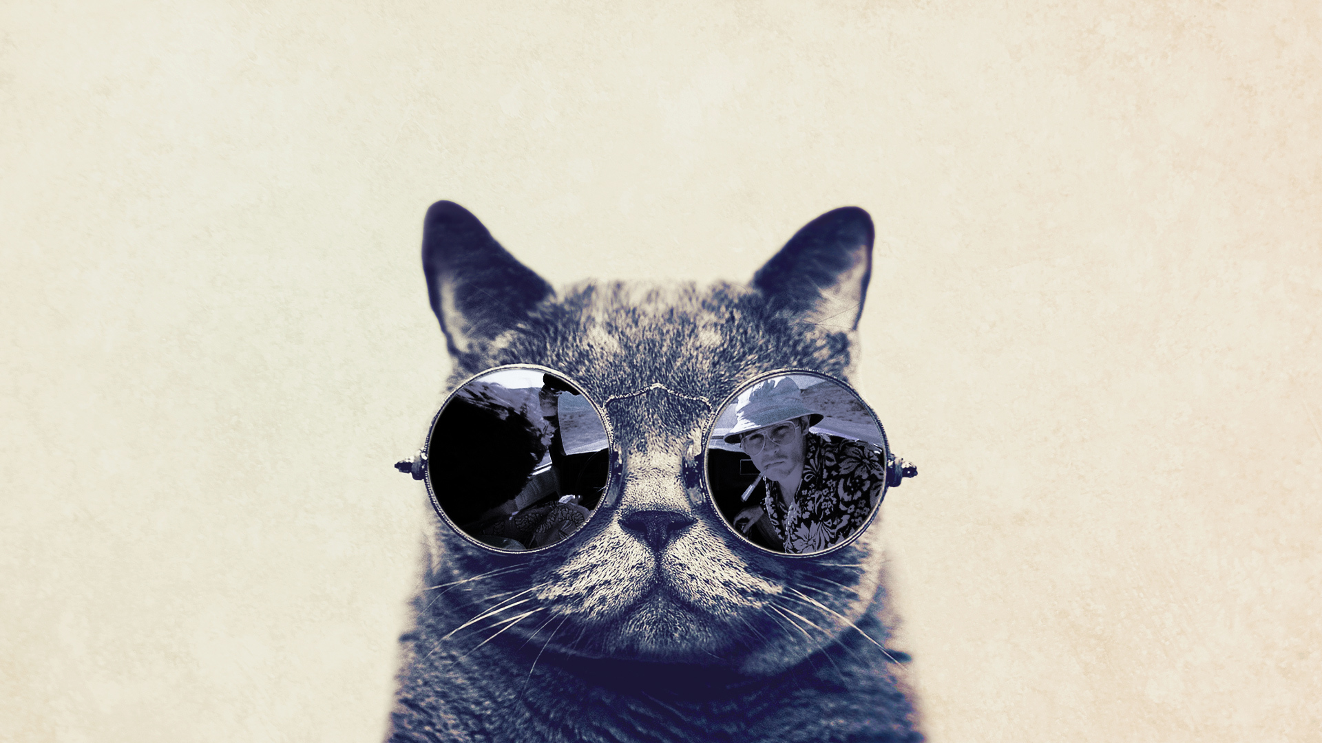 Cat With Glasses Fear In Vegas Wallpaper And Image