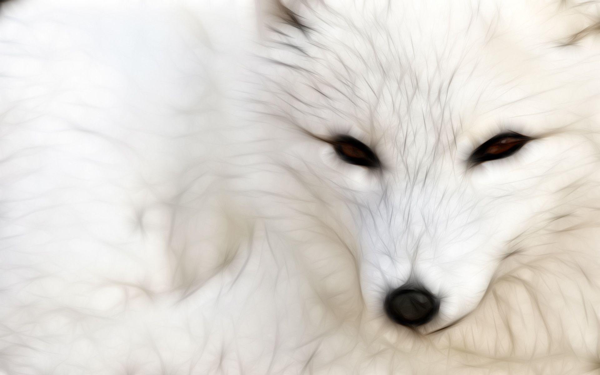 Download Fluffy White Arctic Fox Wallpaper  Wallpaperscom