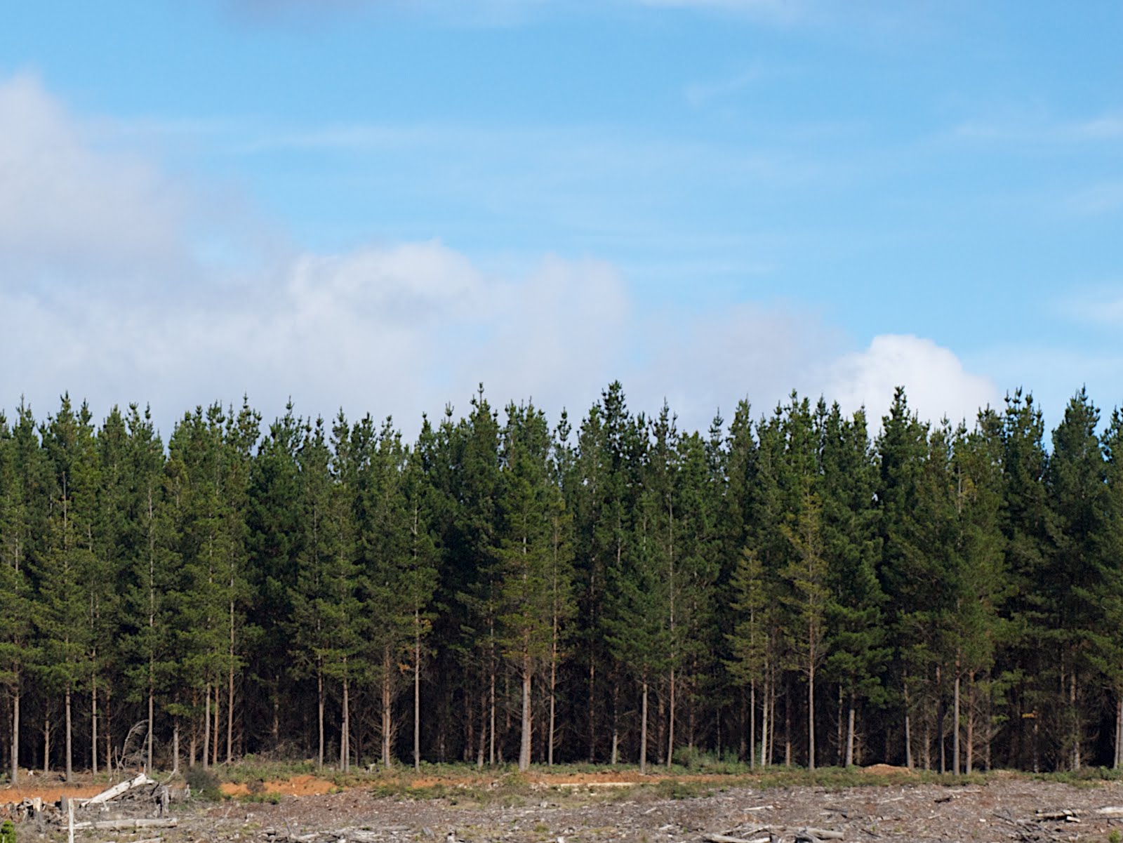 Pine Forest iPhone Wallpaper - WallpaperSafari