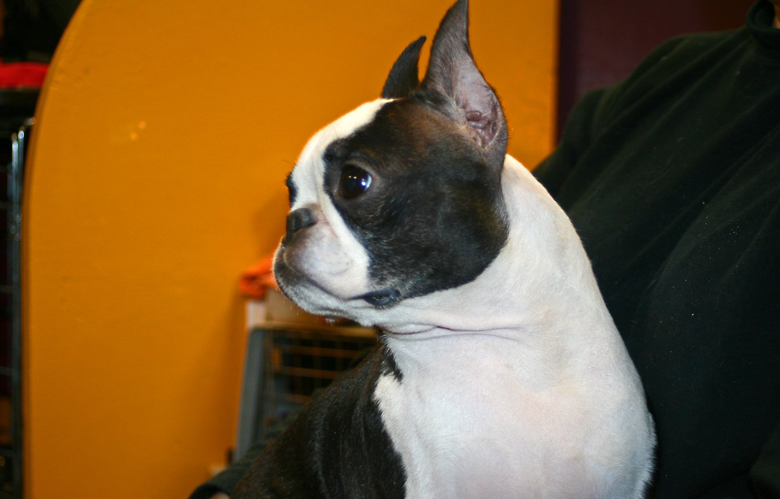 Boston Terrier Wallpaper Puppy Pictures Breed Info