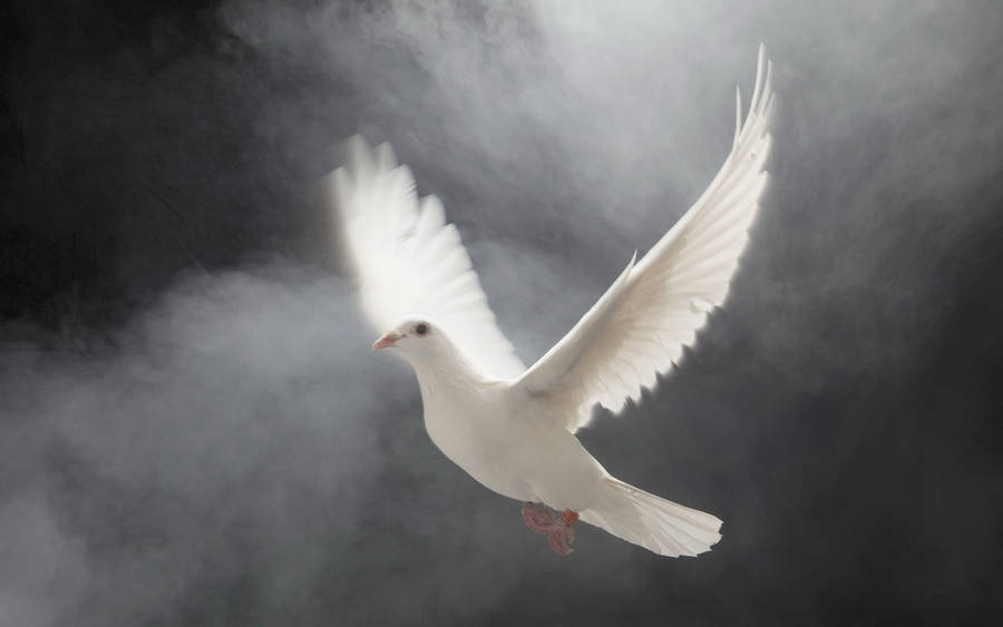White Dove Wallpaper