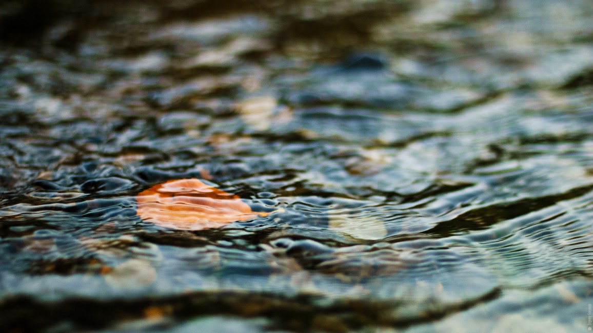 Water Leaf Ripples Excitement Stock Photos Image HD