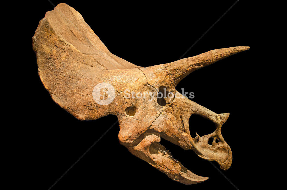 Dinosaur Skeleton Triceratops Fossil Skull On Black Isolated