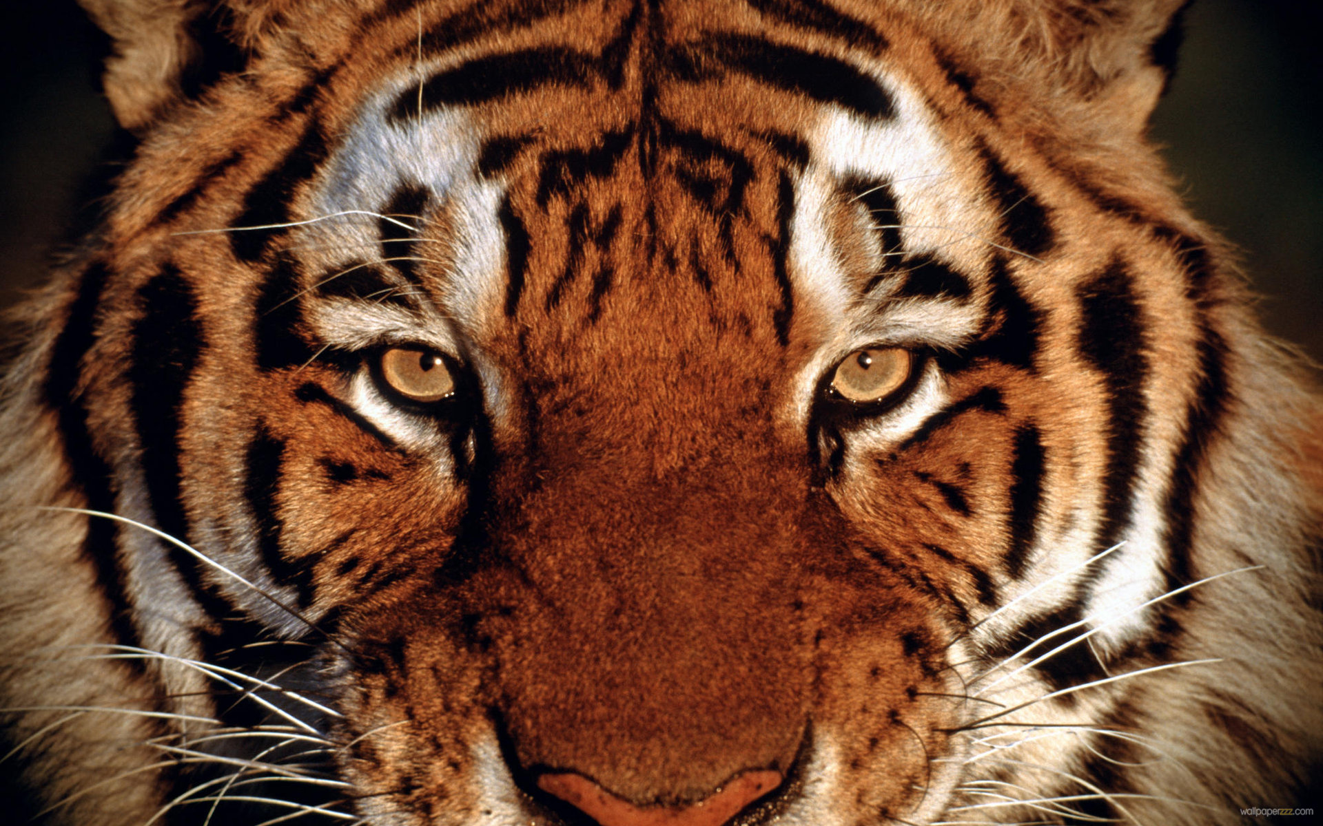 Tiger Face Widescreen Wallpaper