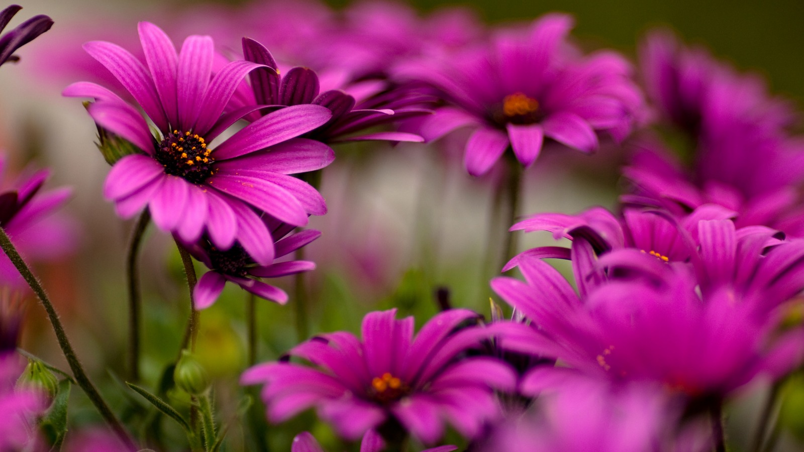 Beautiful Flower Wallpaper For Your Desktop Mobile And Tablet