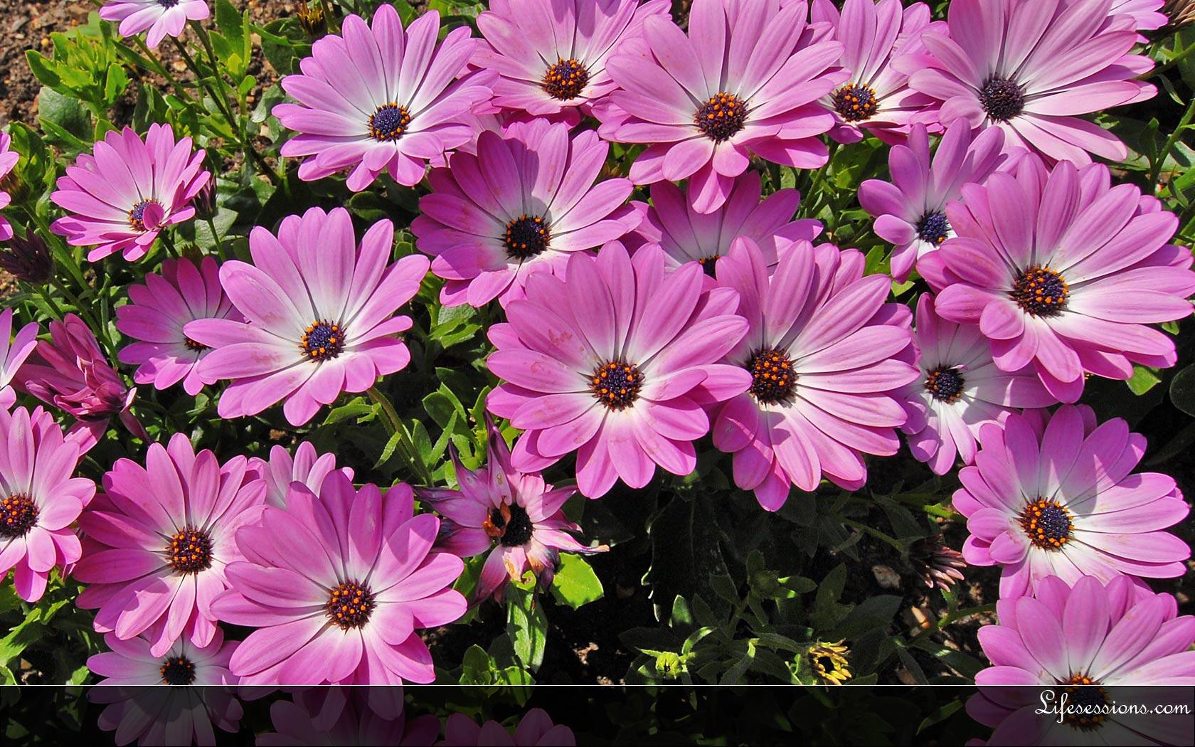 Animated Flowers Summer Desktop Image Wallpaper