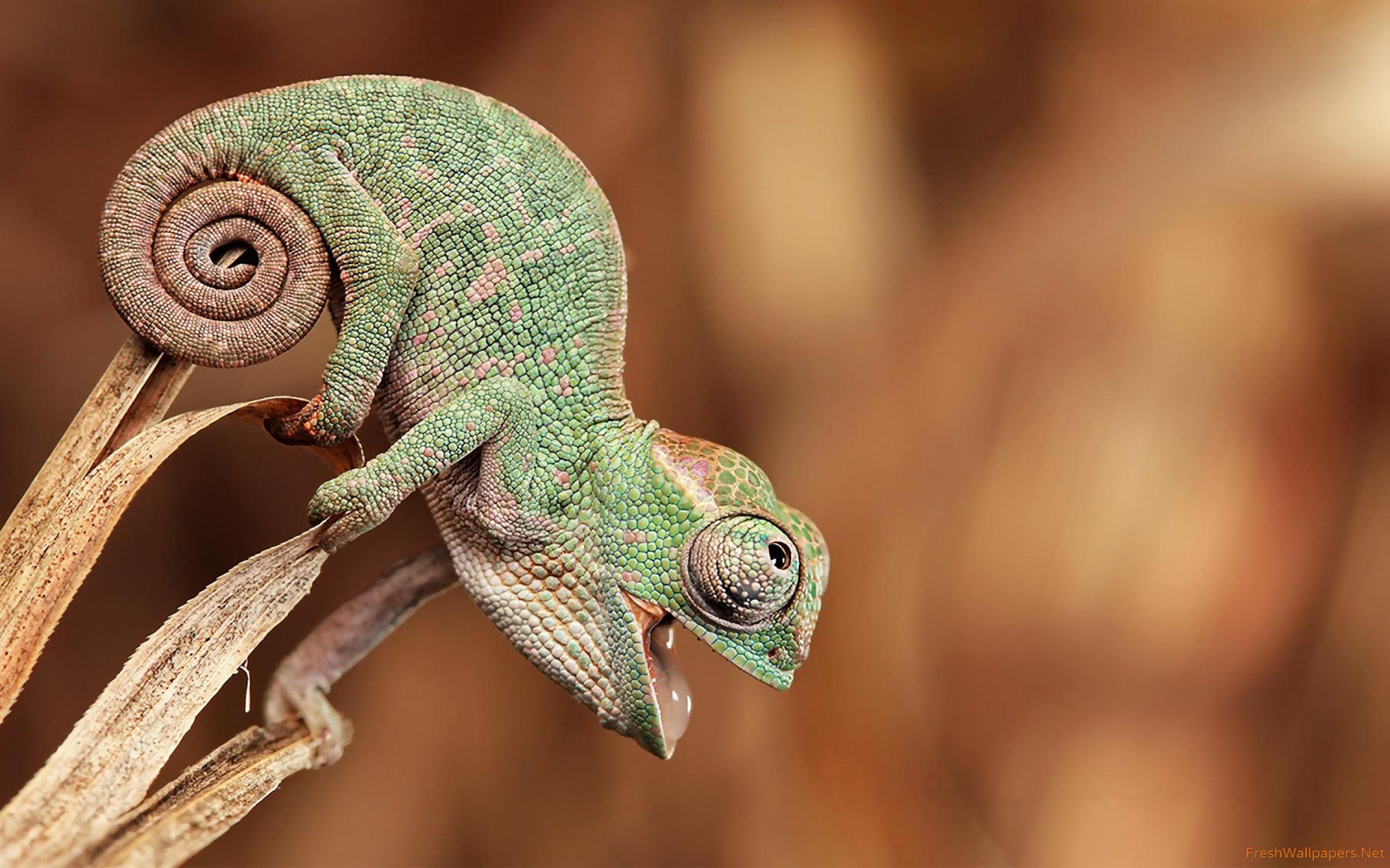 Baby Chameleon Wallpaper Freshwallpaper