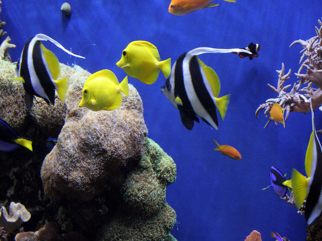 Aquarium Ocean Life Deluxe Wallpaper