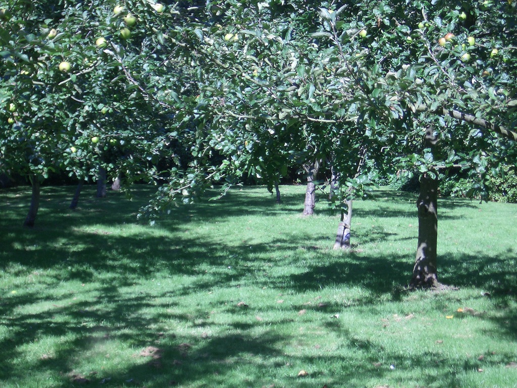 Apple Orchard Image Pixels