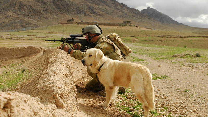 Dogs Aug Wallpaper Soldiers Desktop