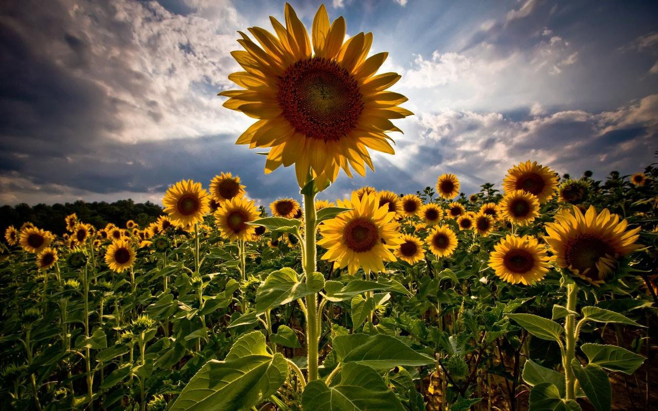 Sunflowers Wallpaper Desktop