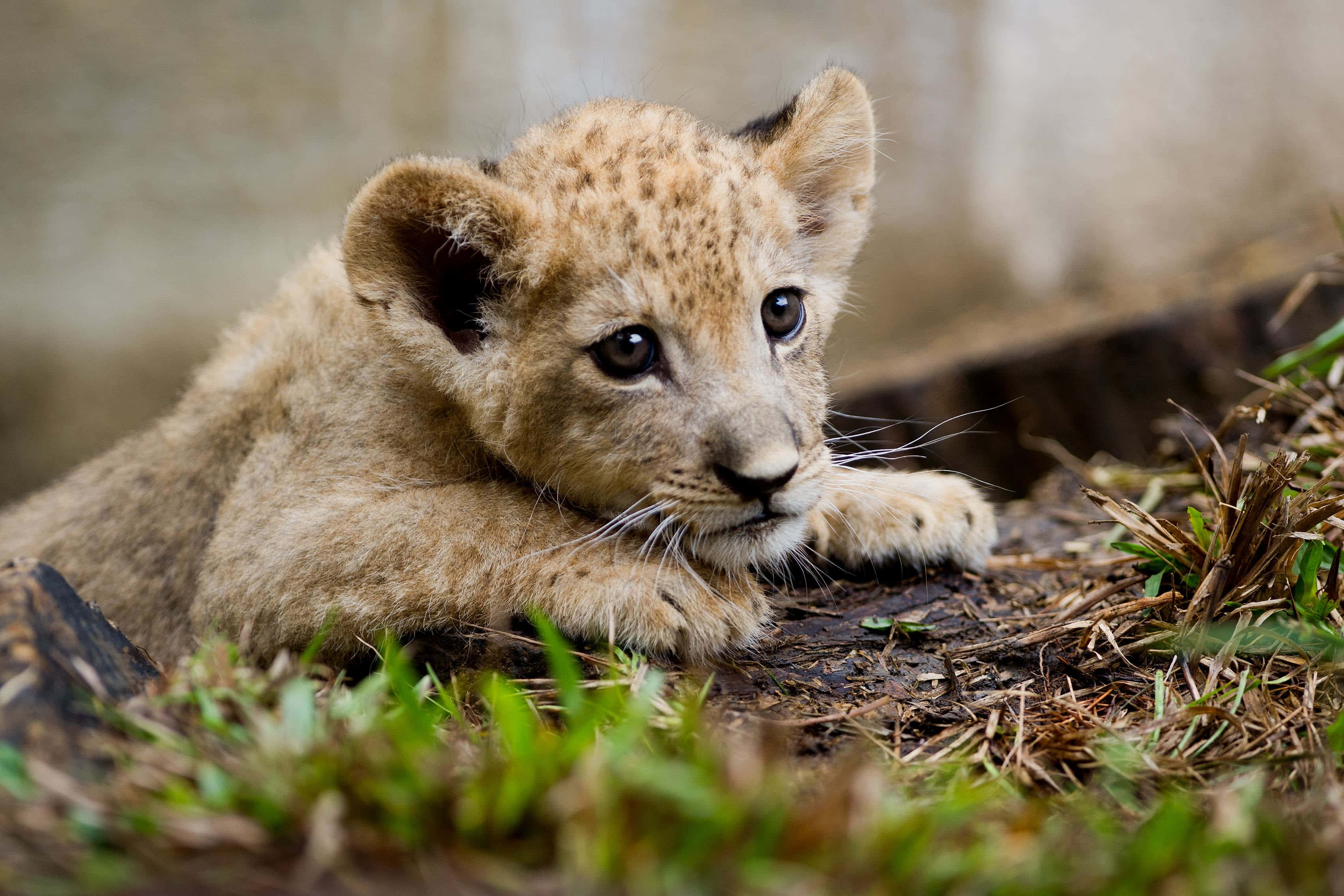 Baby Lion Picture Wallpaper