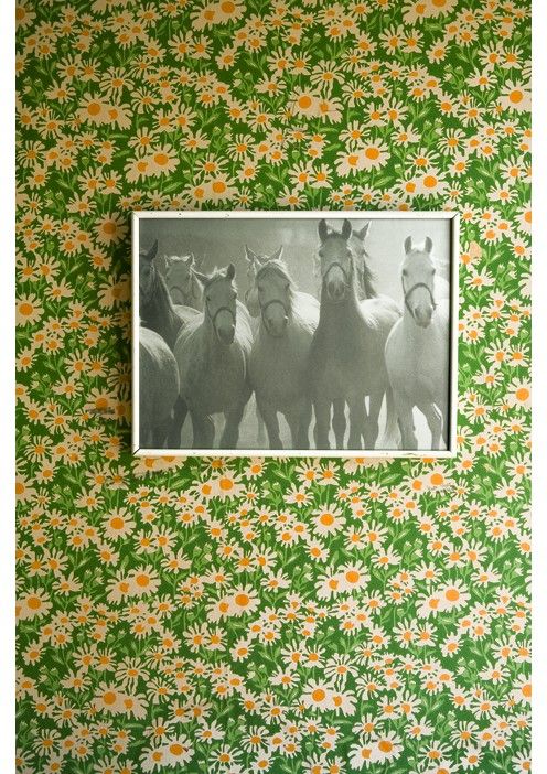 Horse Picture On Print Wallpaper Diy Ideas