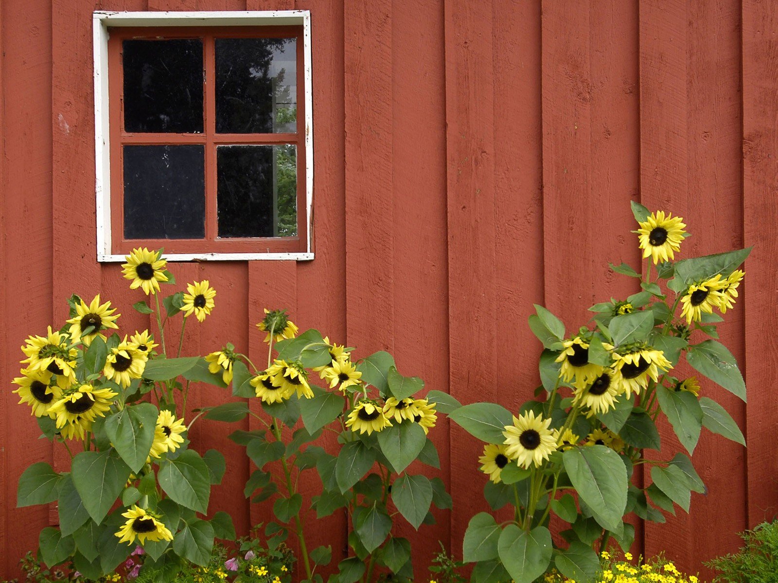 Red Alaska Parks Barn Pioneer Sunflowers Wallpaper