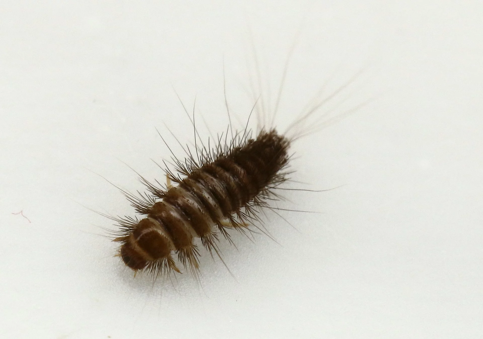 Carpet Beetle Larvae Bed Bug Bites Wallpaper