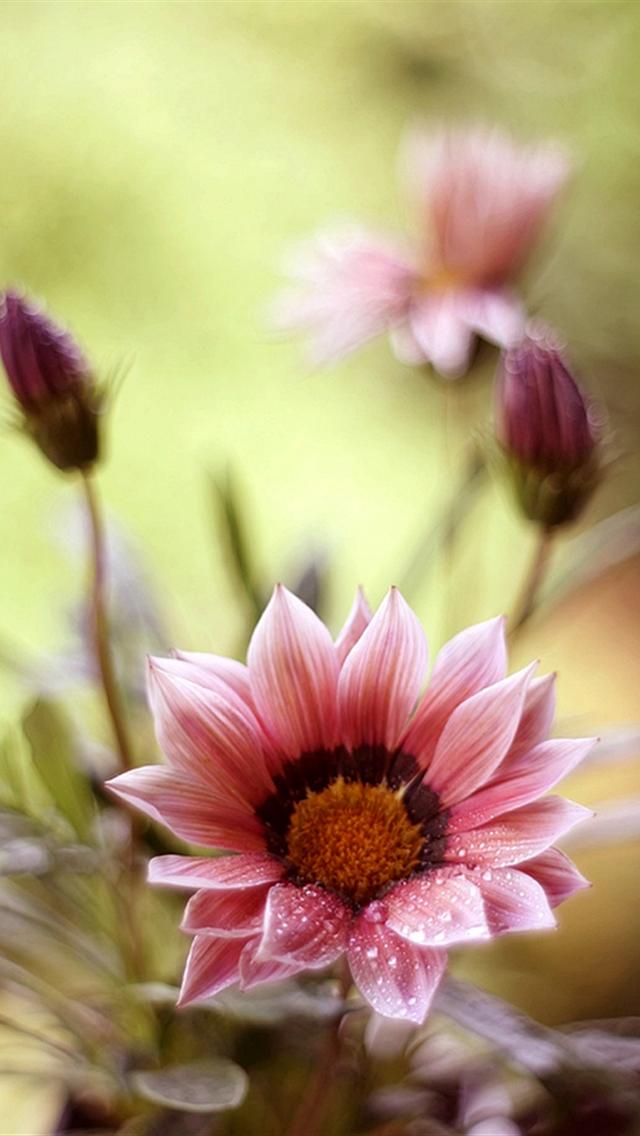 iPhone Wallpaper HD Cute Beautiful Flowers