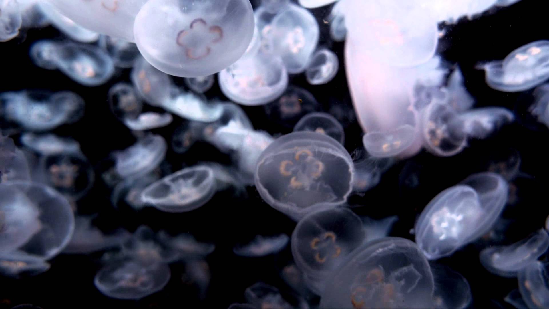 Dreamscene Live Wallpaper Jelly Fish 1080p