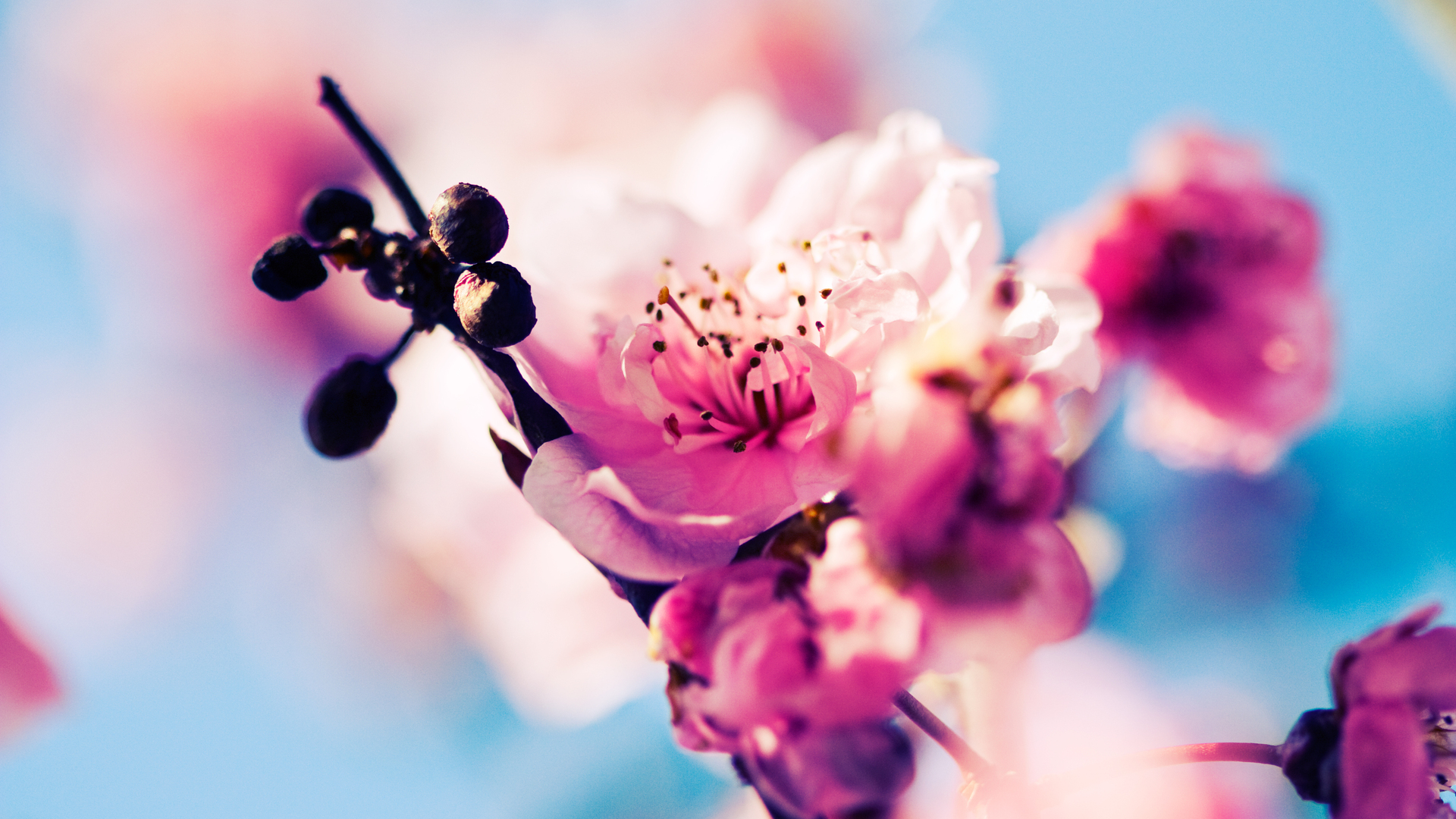 HD Cherry Blossom Desktop Wallpaper