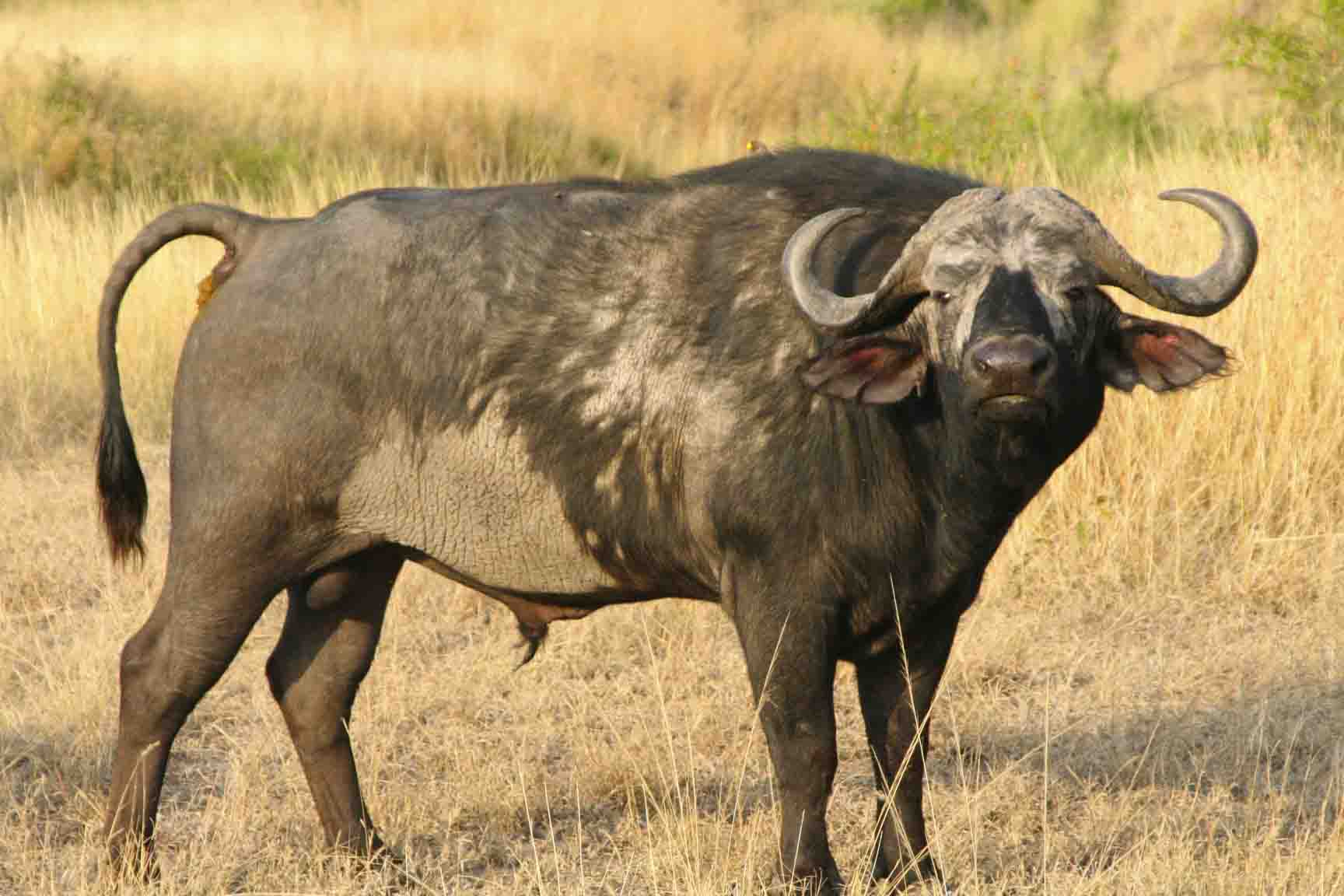 African Buffalo Wallpaper And Background Image