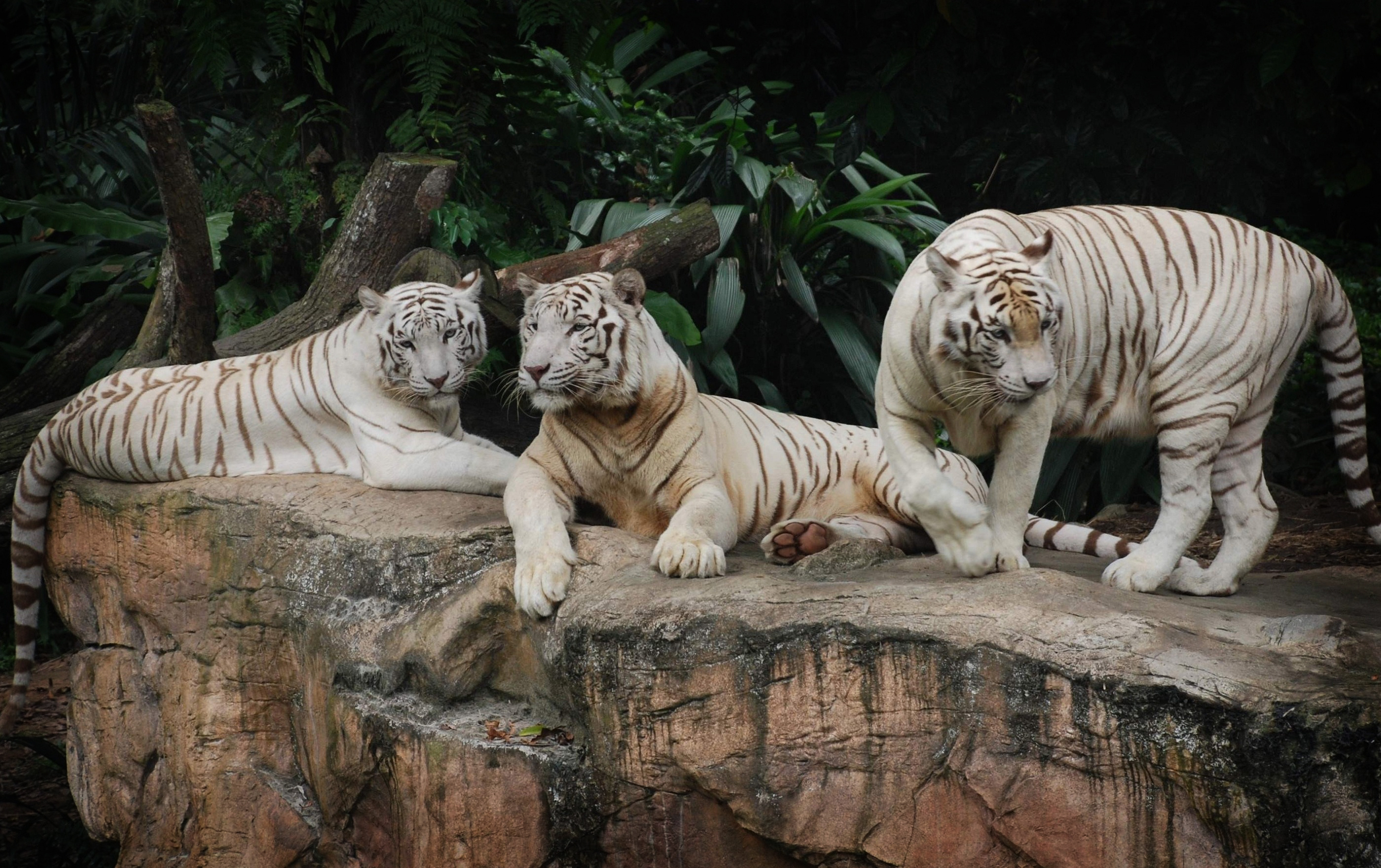 White Tigers Wallpaper Which Is Under The Tiger