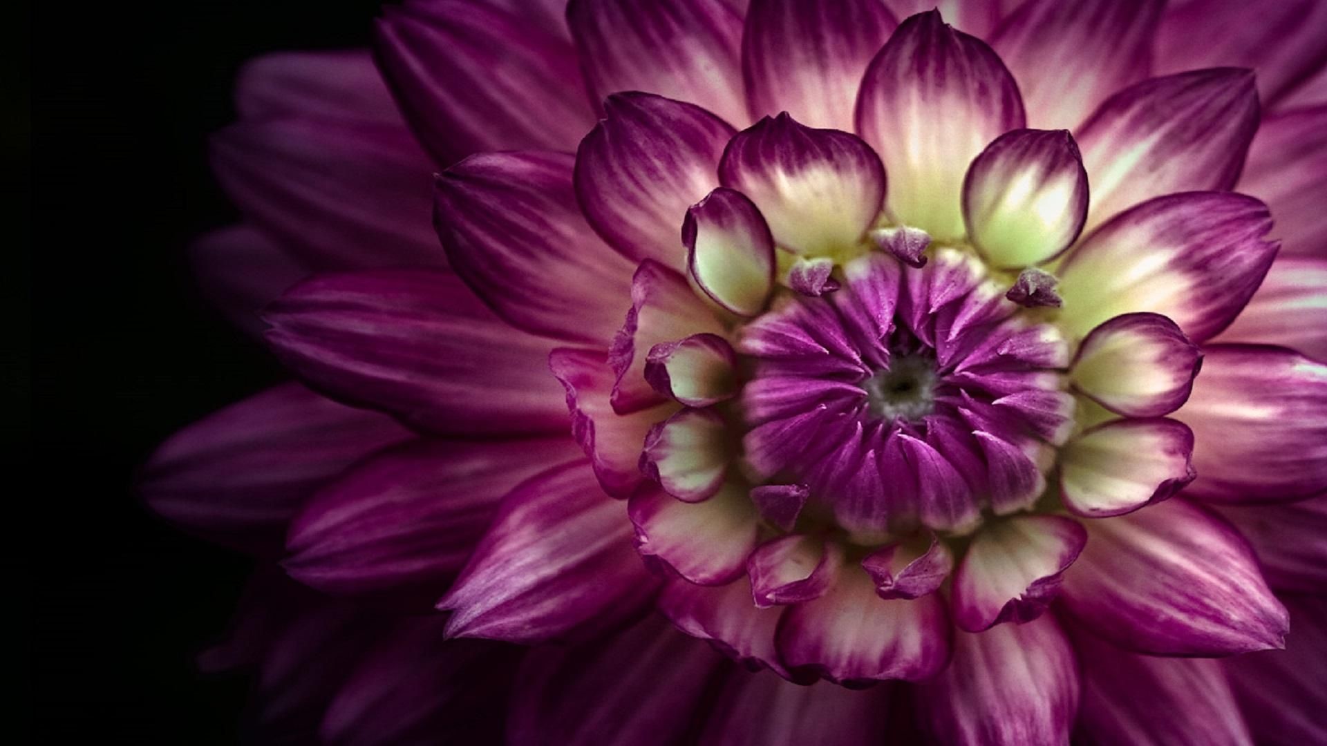 Dahlia Wallpaper