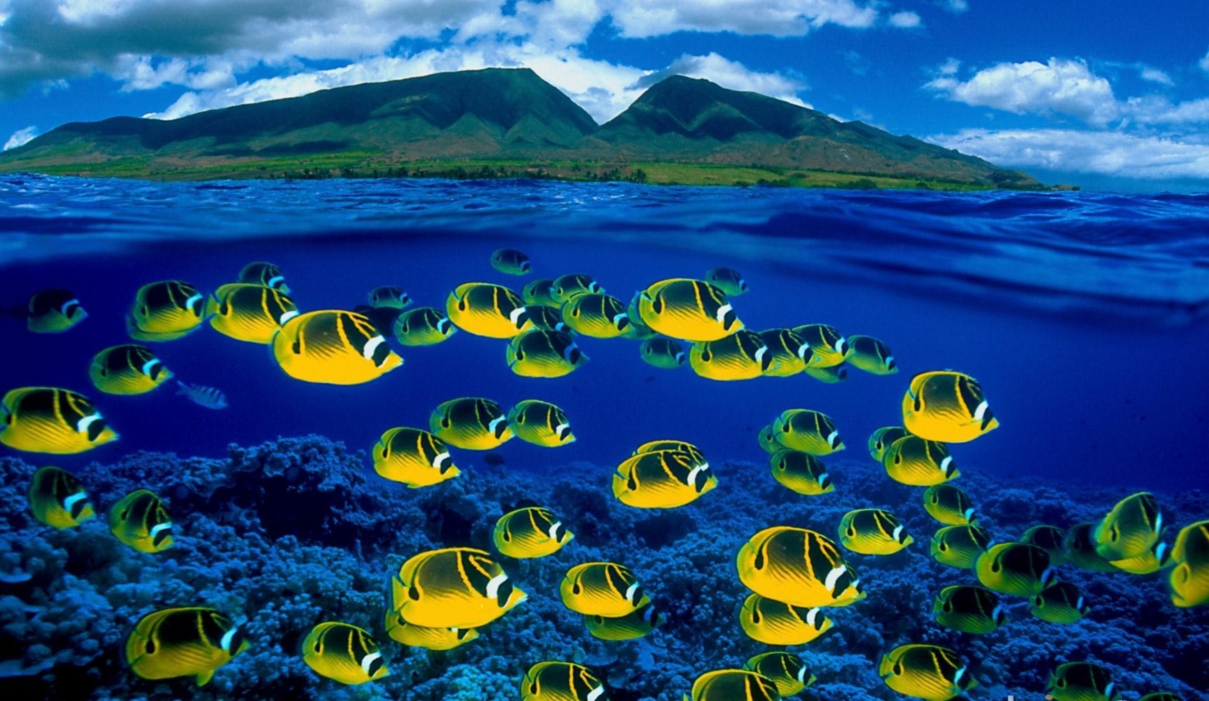 Animal Fish Tropical Underwater Ocean Bokeh Wallpaper