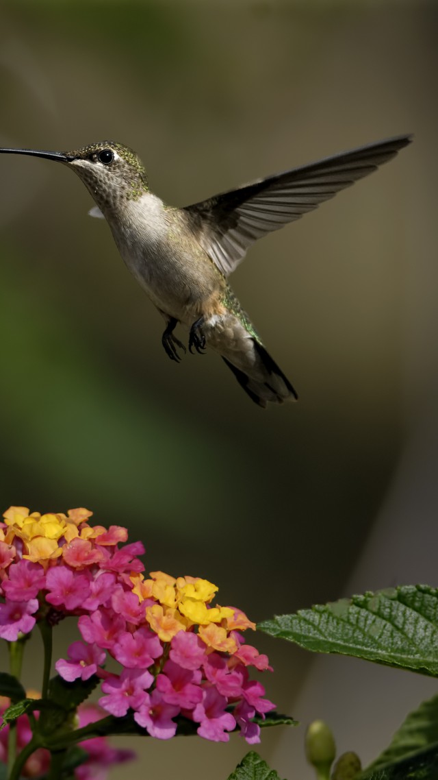 Wallpaper Colibri Flowers Flight Blur Animals