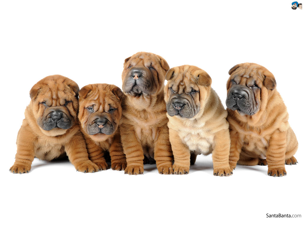 Shar Pei Wallpaper X