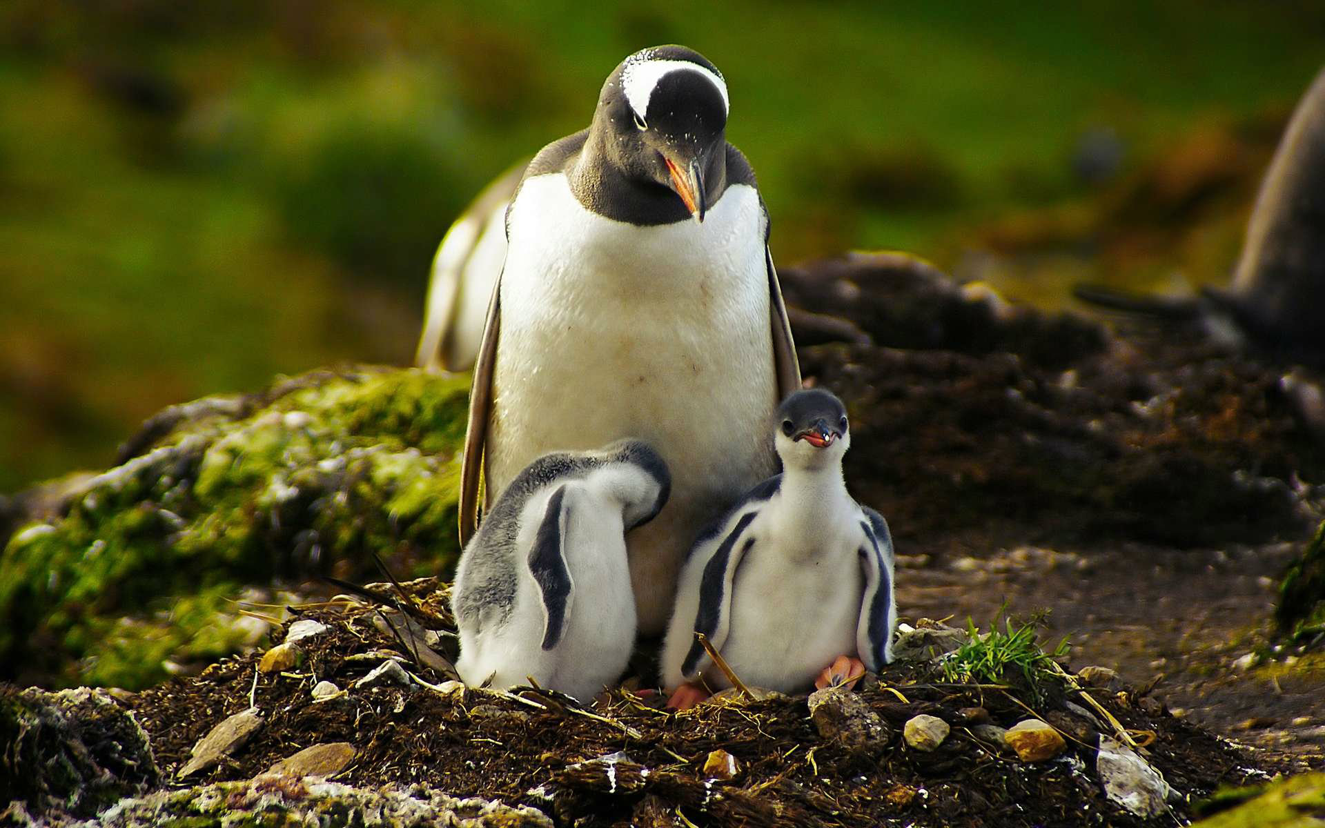 Penguin HD Wallpapers Free Download Penguin Pictures