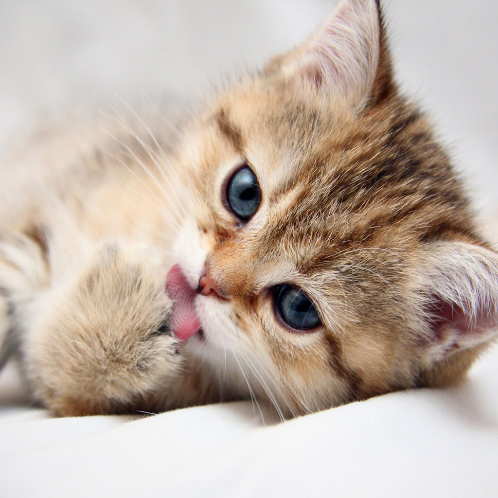 Animals Sweet Cute Kitten iPad iPad2 Wallpaper