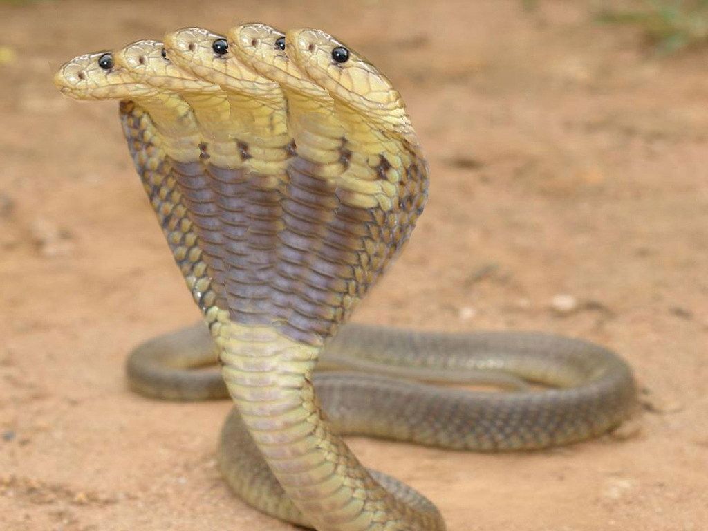 Cobra And King Snake Wallpaper Blair