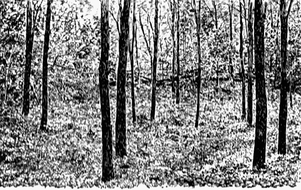 Black Locust Clipart Wallpaper