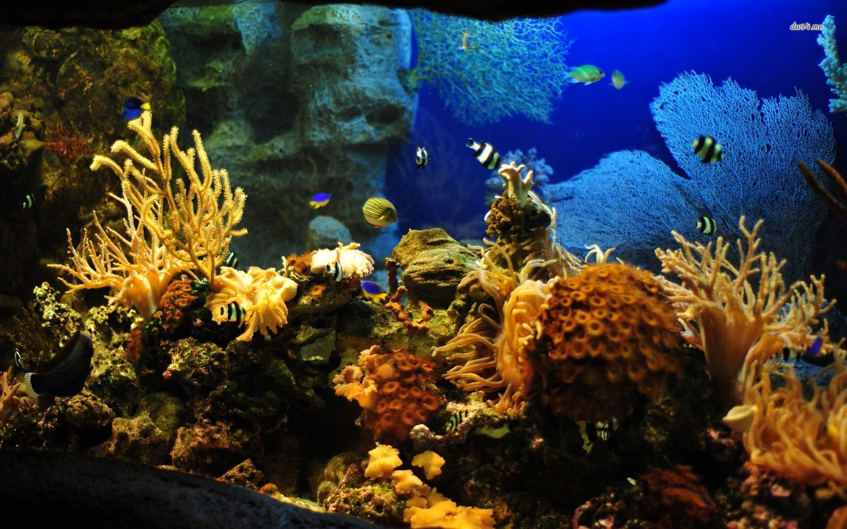 Tropical Fish In Aquarium Wallpaper Animal