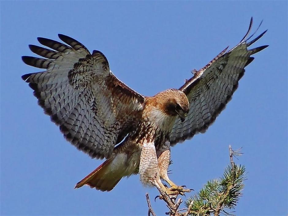 Red Tailed Hawk Buteo Jamaicensis Female Landing On The Top Of A