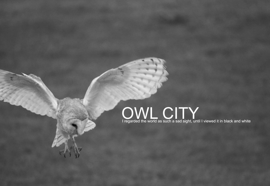 And Owl Favoritewallpaper Of Andowl City Lt For Background