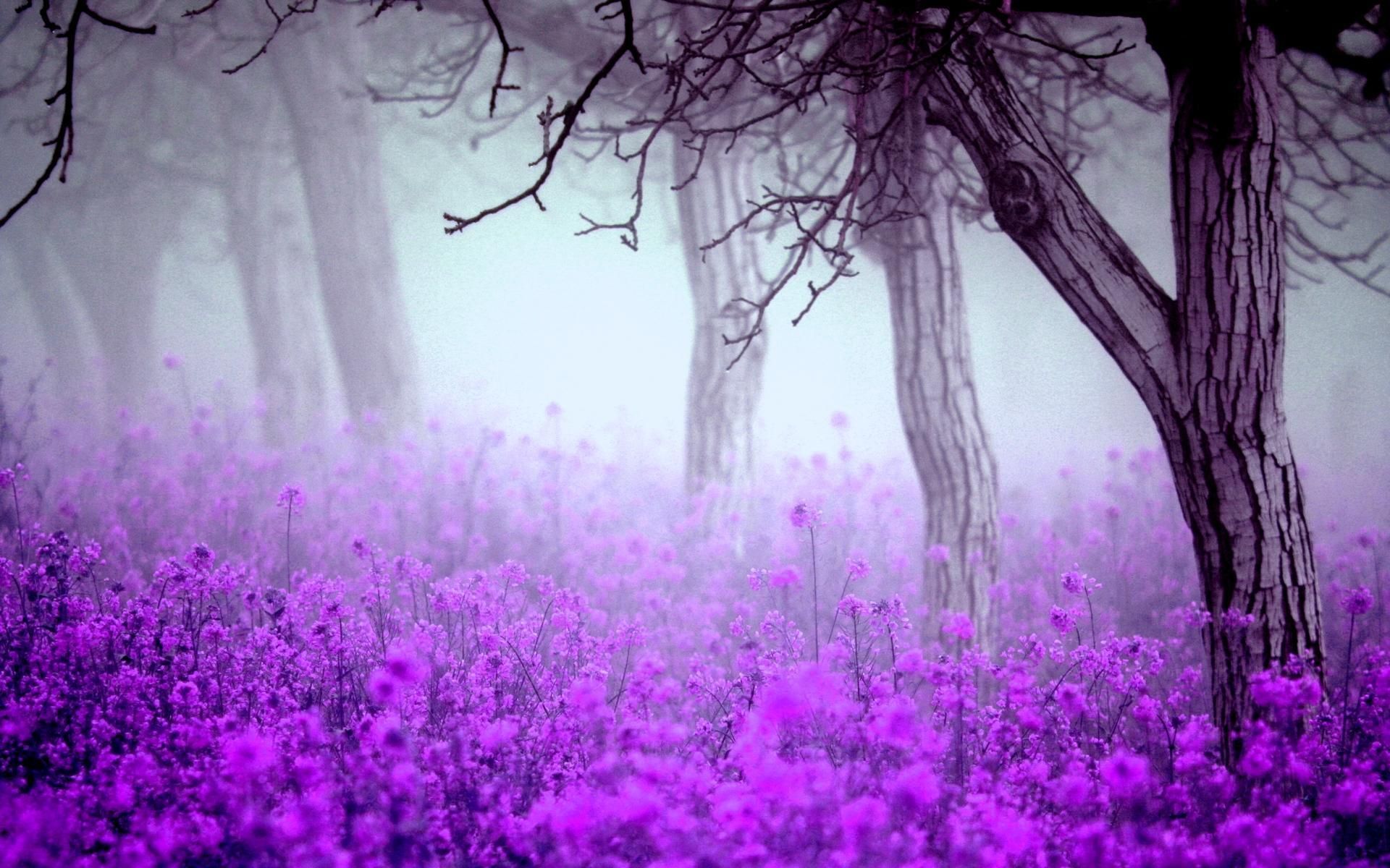 Beautiful Purple Desktop Wallpaper