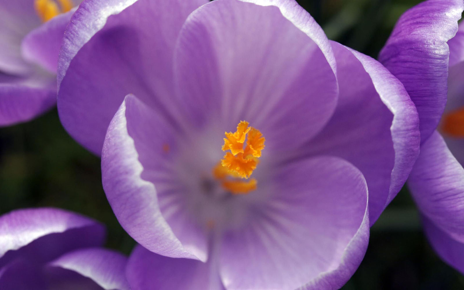 Wallpaper Purple Crocus Flowers