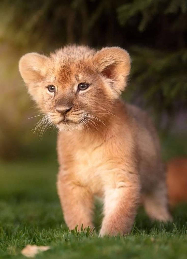 Baby Lion Wallpaper